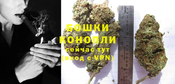 сатива Карпинск